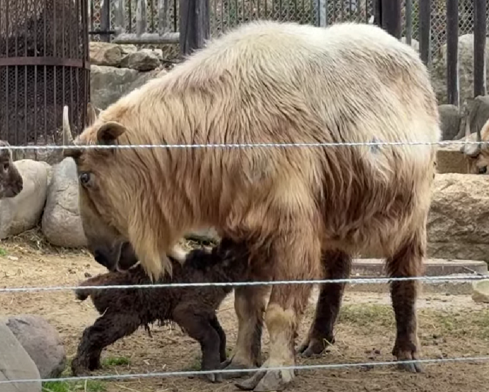 ゴールデンターキンの赤ちゃんがミルクを飲む写真