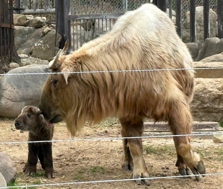 ゴールデンターキンの赤ちゃんの写真