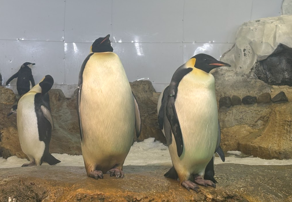 エンペラーペンギンの写真