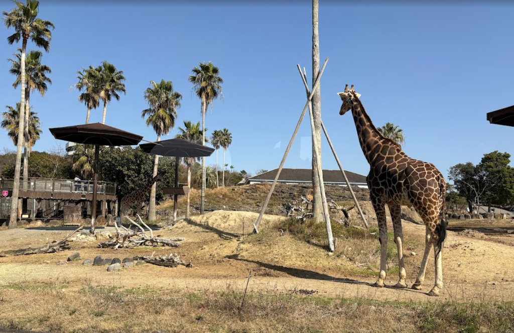 サファリでキリンが歩いている写真
