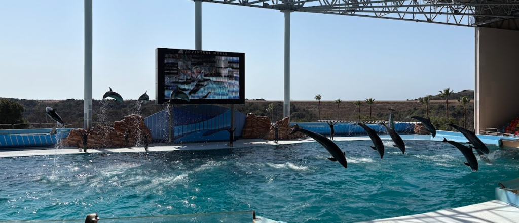 イルカショーの写真