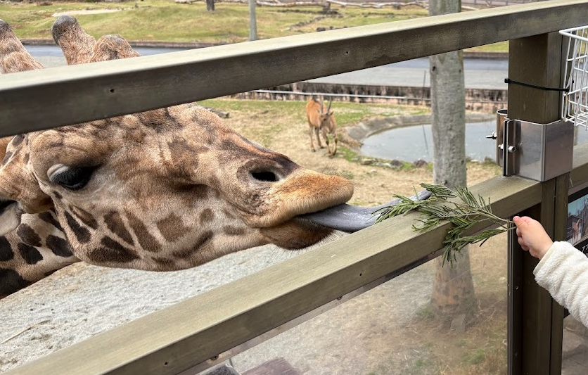 キリンに餌をあげている写真