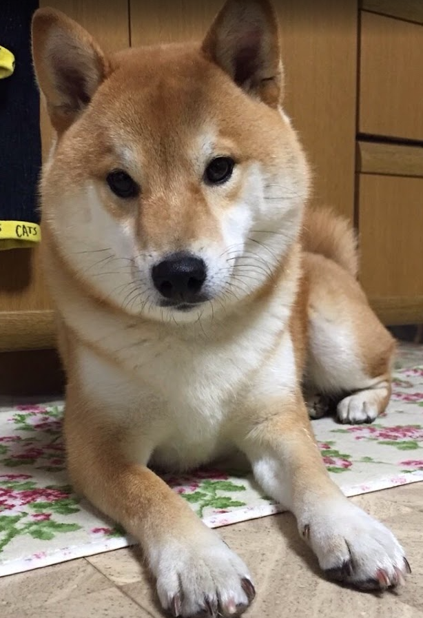 むすっとしている柴犬の写真
