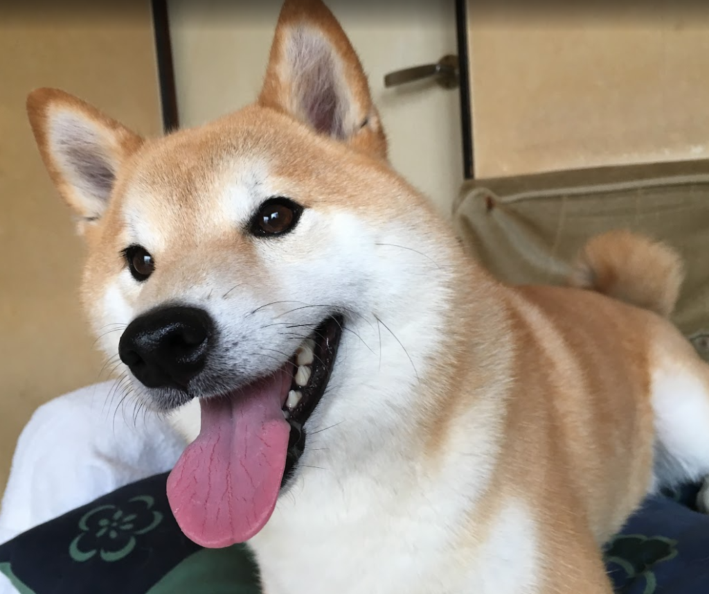 笑っている柴犬の写真