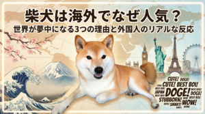 柴犬記事アイキャッチ画像